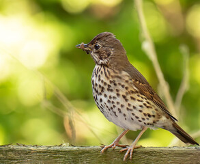 sparrow on a branch