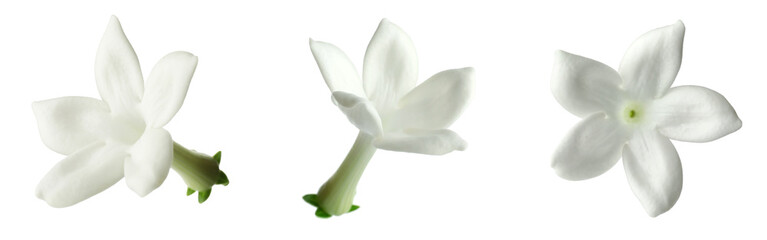 Small jasmine flowers isolated on white, set