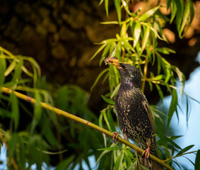 common Sterling is presenting his catch of the day a hornet