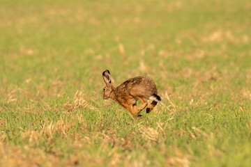 Running hare on the field