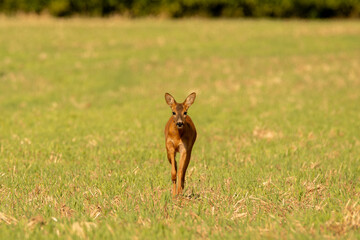 Little deer on the field