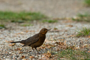 Fototapeta premium Brown blackbird on the trail