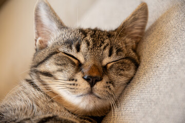 Sleeping cat on the couch