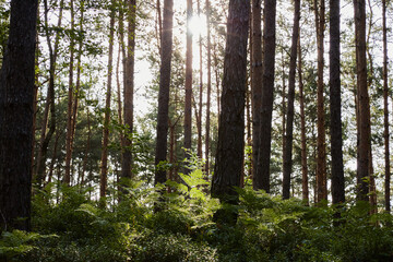 Sunlight filtering through tall pine trees in a vibrant green forest, illuminating the lush undergrowth of ferns and small plants on the forest floor.