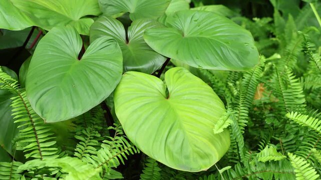 Footage of Homalomena rubescens (Roxb.) Kunth or Queen of Hearts Plant in the Gentle Wind