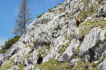 Alpine chamois in the Salzburger and the Berchtesgadener Alps, Austria