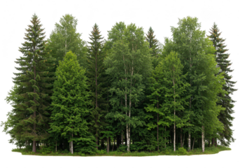 A dense forest of various green trees, including deciduous and coniferous species, isolated on a transparent background