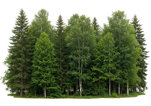 A dense forest of various green trees, including deciduous and coniferous species, isolated on a transparent background - Powered by Adobe