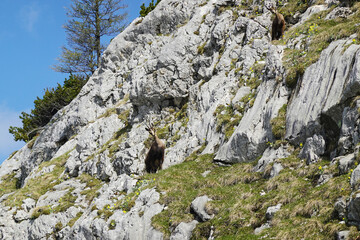 Alpine chamois in the Salzburger and the Berchtesgadener Alps, Austria