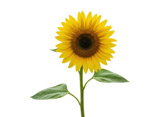 Obraz premium A single vibrant yellow sunflower in full bloom, isolated on a clean transparent background, showcasing its delicate petals and green stem with leaves