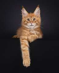 Impressive red Maine Coon cat kitten, laying down facing front. Looking to camera like e little lion. Isolated on black background.