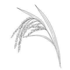 Rice cereal crop outline icon vector illustration. Line hand drawing grain plant with leaf, stalk and seeds in panicle. white background © Mahendra