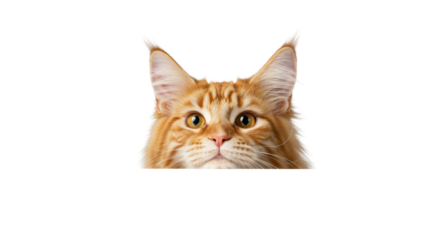 Ultra-realistic Maine Coon cat with fluffy orange and cream fur, bright amber eyes, curiously peeking over a transparent surface against a clean studio background, concept of curious discovery