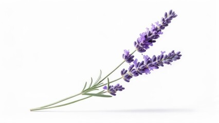 Fototapeta premium Lavender sprig against white (1)