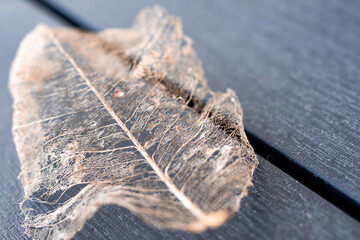 Close-up details of a dry leaf skeleton symbolizing autumn and the end of life, a conceptual and...