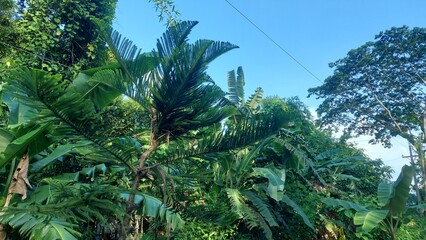 Fototapeta premium Beautiful Nature Landscape with Lush Green Trees in Peaceful Environment.