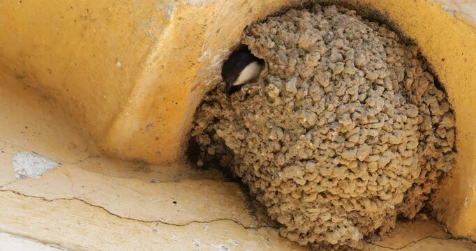 Common house martin. Parents flying back to a full nest with chicks.