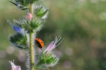 hidden ladybug on summer plant