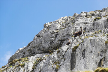 Alpine chamois in the Salzburger and the Berchtesgadener Alps, Austria