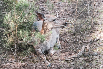 Roe deer stag resting in the wilderness in Belarus.