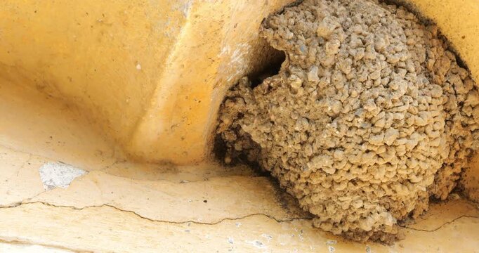 Common house martin. Parents flying back to a full nest with chicks.