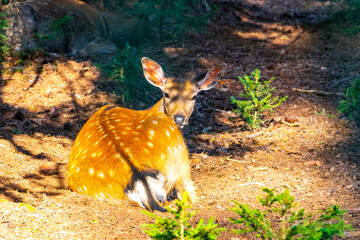 Sika deer stag deers in the wilderness in Belarus.
