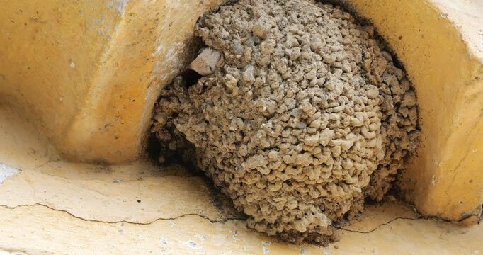 Common house martin. Parents flying back to a full nest with chicks.