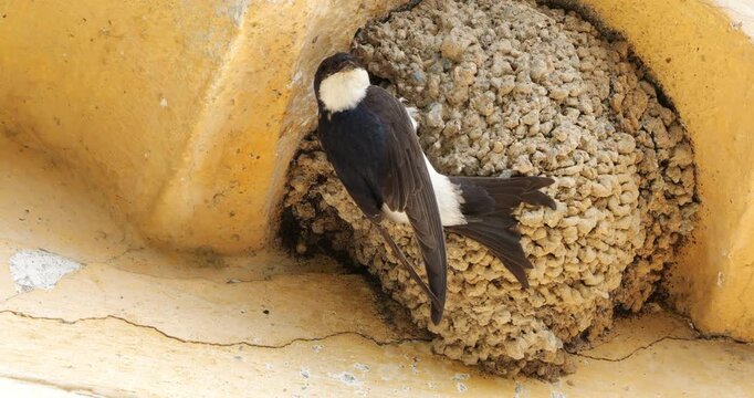 Common house martin. Parents flying back to a full nest with chicks.
