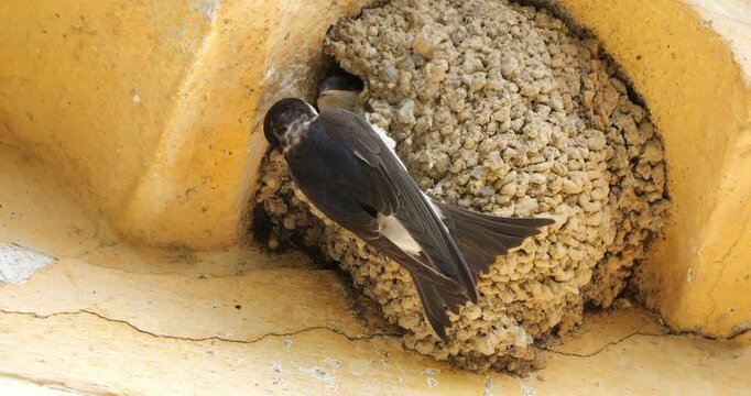 Common house martin. Parents flying back to a full nest with chicks.