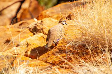 Spinifex pigeon in Kings canyon