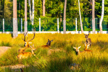 The european red deer stag deers herd in the wilderness Belarus.