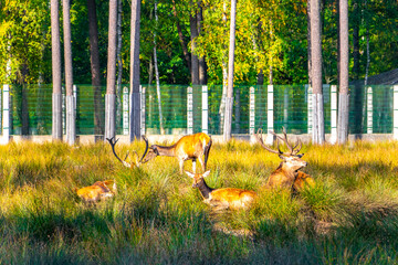 The european red deer stag deers herd in the wilderness Belarus.