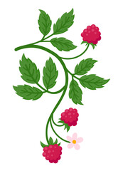 Raspberry branch bearing ripe red fruit, green leaves, and delicate pink blossoms, flat illustration isolated on white. Ideal for food, botanical and summer design projects