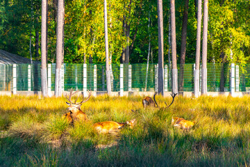 The european red deer stag deers herd in the wilderness Belarus.