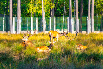 The european red deer stag deers herd in the wilderness Belarus.