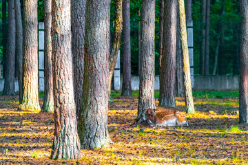 Sika deer stag deers herd in the wilderness in Belarus.