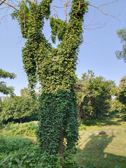 Green Ivy-Covered Tree. creeper plant on dry tree