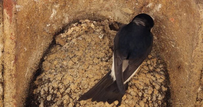 Common house martin. Parents flying back to a full nest with chicks.