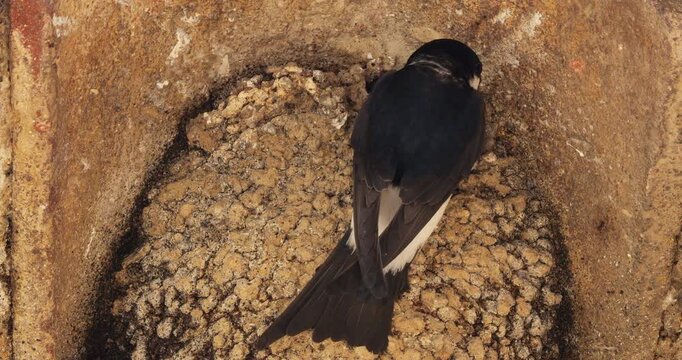 Common house martin. Parents flying back to a full nest with chicks.