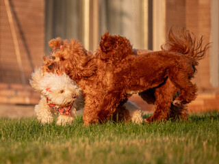 A few dogs are playing merrily on the green lawn, Labradoodles are happily running and jumping