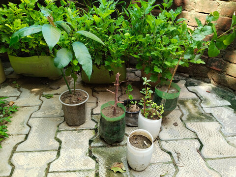 seedlings plant in small pot. pots on paver block bricks park