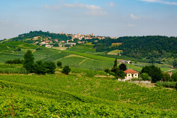 Fototapeta premium Vineyards in Monferrato near Maranzana, Alessandria province, Italy