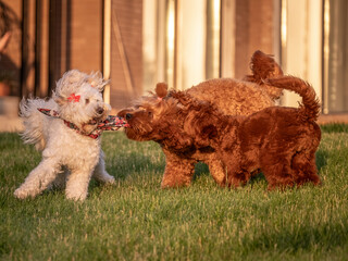 A few dogs are playing merrily on the green lawn, Labradoodles are happily running and jumping