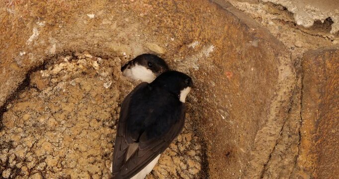 Common house martin. Parents flying back to a full nest with chicks.
