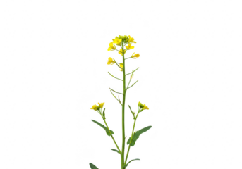 A single yellow flower with green leaves and stem, isolated on transparent background