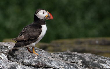 Puffins are any of three species of small alcids in the bird genus Fratercula. These are pelagic seabirds that feed primarily by diving in the water. They breed in large colonies on coastal cliffs.r