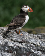 Puffins are any of three species of small alcids in the bird genus Fratercula. These are pelagic seabirds that feed primarily by diving in the water. They breed in large colonies on coastal cliffs.r
