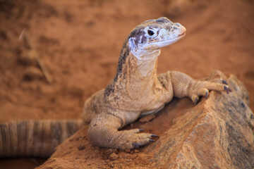 Perentie, Varanus giganteus, in Alice Springs