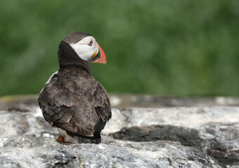 Fototapeta premium Puffins are any of three species of small alcids in the bird genus Fratercula. These are pelagic seabirds that feed primarily by diving in the water. They breed in large colonies on coastal cliffs.r