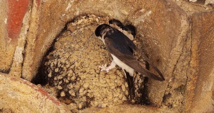 Common house martin. Parents flying back to a full nest with chicks.